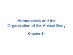Homeostasis and the Organization of the Animal Body