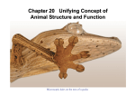 Chapter 20 Unifying Concept of Animal Structure and Function
