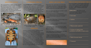 Wood Turtle Brochure