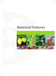 Botanical Features