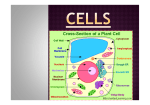 Cell Theory PowerPoint