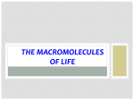 THE MACROMOLECULES OF LIFE