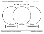 Photosynthesis Cellular Respiration