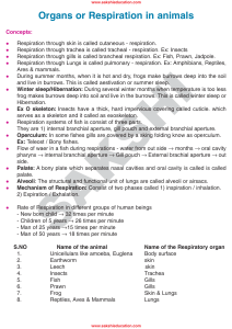 Organs or Respiration in animals