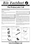 73 Prokaryotic Cell C.p65