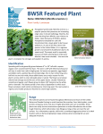 Featured Plant - Minnesota Board of Water and Soil Resources