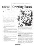 Growing Roses - Alabama Cooperative Extension System