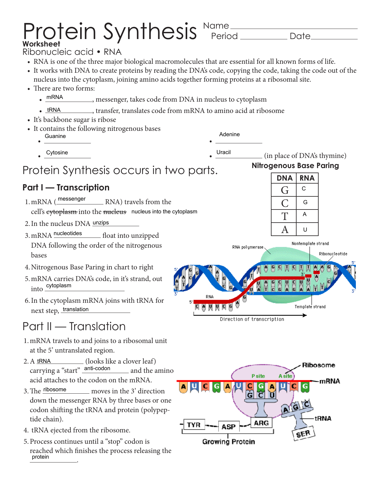 Protein Synthesis Flow Chart Answers