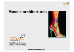 Muscle architectures
