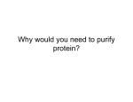 Why would you need to purify protein?