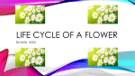 Life cycle of a flower
