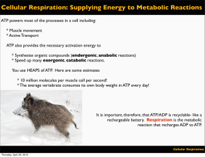 Cellular Respiration: Supplying Energy to Metabolic Reactions