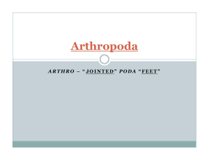 Phylum Arthropoda