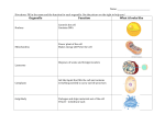 Cell Organelle Function Chart KEY
