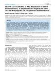 LEAFY COTYLEDON1, a Key Regulator of Seed Development, Is