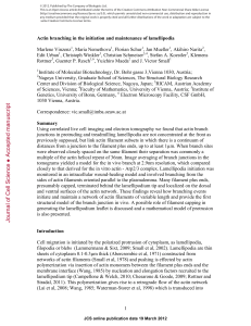 Actin branching in the initiation and maintenance of lamellipodia