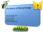 Morphology Basics
