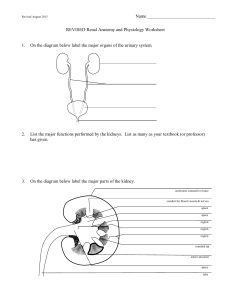 Renal Anatomy and Physiology Worksheet