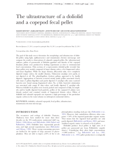 The ultrastructure of a doliolid and a copepod