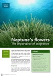 Neptune`s flowers