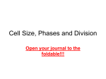 The Cell Cycle and Mitosis Notes