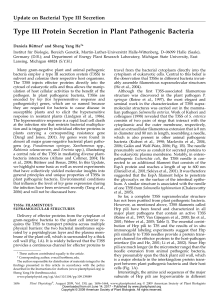 Type III Protein Secretion in Plant Pathogenic Bacteria