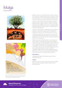 Acacia anuera - Natural Resources South Australia