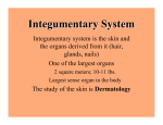 Integumentary system is the skin and the organs derived from it (hair