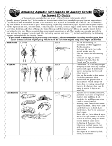 Amazing Aquatic Arthropods Part 2