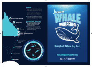 Humpback Whale Fast Facts