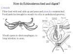 How do Echinoderms feed and digest?