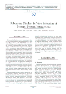 Ribosome Display: In Vitro Selection of Protein