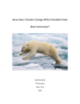 How Does Climate Change Affect Possible Polar Bear Extinction?