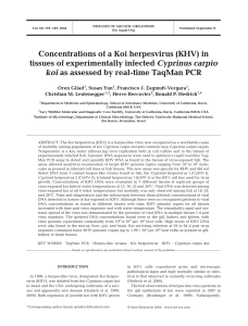 Concentrations of a Koi herpesvirus (KHV) in tissues of