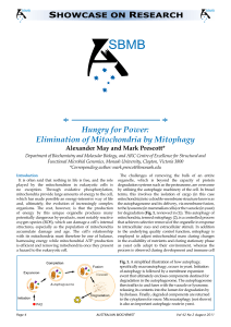 Hungry for Power: Elimination of Mitochondria by Mitophagy