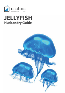 Jellyfish husbandry for web format