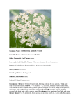 Viburnum bracteatum - Wildlife Resources Division