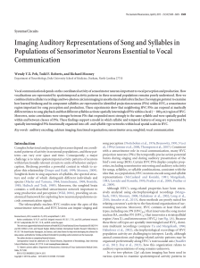 Imaging Auditory Representations of Song and Syllables in