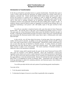 pGLO Transformation Lab Background Information Introduction to