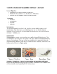 Unit 18.4: Echinoderms and Invertebrate Chordates
