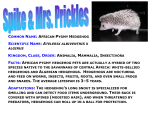 COMMON NAME: AFRICAN PYGMY HEDGEHOG SCIENTIFIC