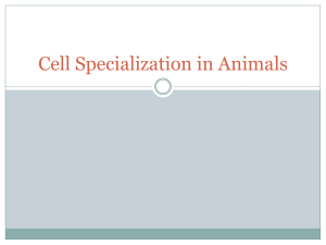 Cell Specialization in Animals