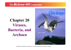 Chapter 20 Viruses, Bacteria, and Archaea