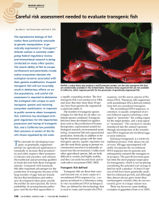 Careful risk assessment needed to evaluate transgenic fish