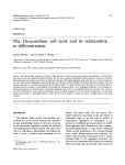 The Dictyostelium cell cycle and its relationship to differentiation