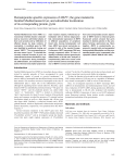 Hematopoietic-specific expression of MEFV, the gene mutated in