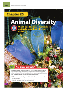 Animal Diversity - davis.k12.ut.us