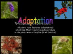 All plants have features (adaptations) which help them to survive