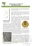 Belize Savanna Factsheet C3 Oak (Quercus spp.)