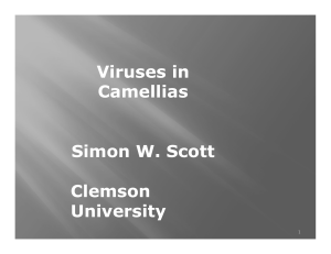 Camellia Viruses - Atlantic Coast Camellia Society